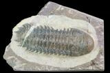Crotalocephalina Trilobite - Atchana, Morocco #87022-2